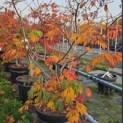 Acer japonicum 'Aconitifolium' - Foto 1