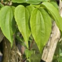 Heptacodium miconioides - Foto 7