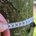 Carpinus betulus 'Frans Fontaine'   (Fastigiata) - 4