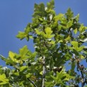 Malus Trilobata - 1