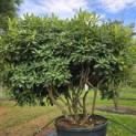 Rhododendron 'Catawbiense Boursault' - 4