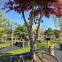 Acer palmatum 'Bloodgood' - 2