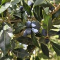 Osmanthus Heterophyllus - 3