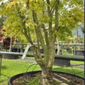 Acer palmatum 'Ueno Yama' - 4
