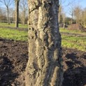Quercus Suber - 7