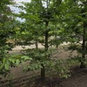 Carpinus betulus - Foto 2