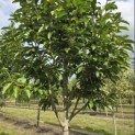 Magnolia 'Wada's Memory' - Foto 5
