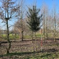 Taxus baccata - december 2025