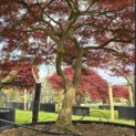 Acer palmatum 'Garnet' - 3