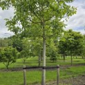 Juglans regia 'Buccaneer' - 6