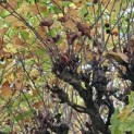 Platanus hispanica - november 2024