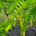 Gleditsia triachantos 'Sunburst' - Foto 3