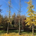Ginkgo biloba - Foto 1