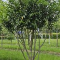 Prunus laurocerasus 'Caucasica' - Foto 1