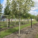 Liriodendron tulipifera 'Snowbird' - Foto 2
