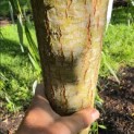 Salix x sepulcralis 'Chrysocoma' - Foto 1