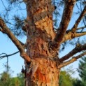 pinus sylvestris 'Glauca' - 2