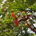 Acer palmatum Masu-kagami - 6