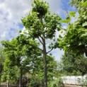 Platanus x hispanica - 1