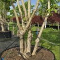 Heptacodium miconioides - Foto 3