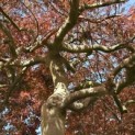 Acer palmatum 'Garnet' - Foto 9