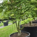Acer palmatum - Foto 1