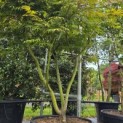 Acer palmatum 'Osakazuki - Foto 1