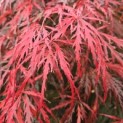 Acer palmatum 'Tamukeyama' - 2
