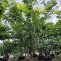 Gleditsia triacanthos ‘Sunburst' - kroon in augustus 2026