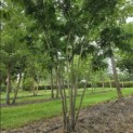 Gleditsia triacanthos ‘Inermis' - 1