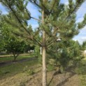 Pinus nigra 'Robusta' - 1
