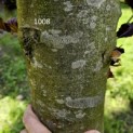 Fagus sylvatica 'Atropunicea' - Foto 3