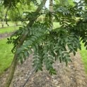 Gleditsia triacanthos ‘Inermis' - 3