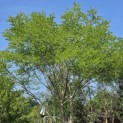 Sophora japonica - Foto 3