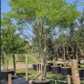 Sophora japonica - Foto 2