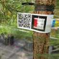 Pinus sylvestris - 3