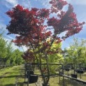 Acer palmatum 'Bloodgood' - 8