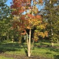 Acer Triflorum - Foto 3