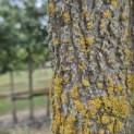 Liquidambar styraciflua - 2