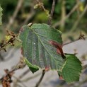 Hamamelis x intermedia 'Westerstede' - 1
