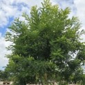 Sophora japonica - 5