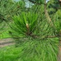 Pinus nigra 'Nigra' - Afbeelding 4
