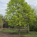 Tilia cordata 'Oldenbelt' - mei 2026.  in april verplant