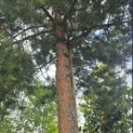 Pinus sylvestris - 2
