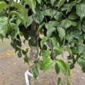 Cornus mas - 2