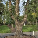 Quercus Suber - Foto 4