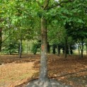 Tilia platyphyllos - Foto 3