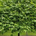 Liquidambar styraciflua - 2