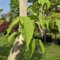 Heptacodium miconioides - Foto 1