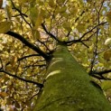 Fagus sylvatica 'Atropunicea' - 3